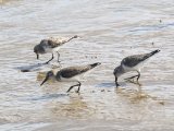 Grijze strandloper - Semipalmated Sandpiper