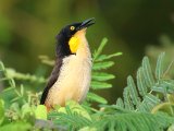 Zwartkopdonacobius - Black-capped Donacobius