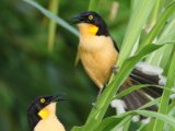 Zwartkopdonacobius - Black-capped Donacobius