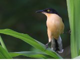 Zwartkopdonacobius - Black-capped Donacobius