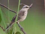 Tropische spotlijster - Tropical Mockingbird