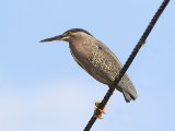 Mangrovereiger - Striated Heron