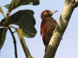 Bloedrugspecht - Blood-colored Woodpecker