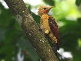 Strogele specht - Cream-colored Woodpecker