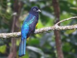 Groenrugtrogon - Green-backed Trogon