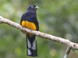 Groenrugtrogon - Green-backed Trogon