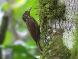 Gestreepte muisspecht - Striped Woodcreeper