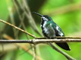 Zwartkeelmango - Black-throated Mango