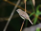 Kleine elenia - Lesser Elaenia