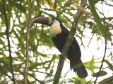 Roodsnaveltoekan - White-throated Toucan