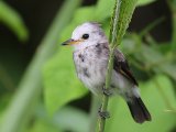 Witkopwatertiran - White-headed Marsh Tyrant (juv)