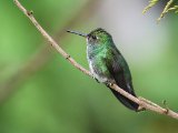 Franjeamazilia - Glittering-throated Emerald