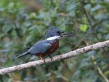 Amerikaanse reuzenijsvogel - Ringed Kingfisher