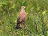 Savannebuizerd - Savanna Hawk