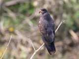 Slakkenwouw - Snail Kite