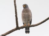 Wegbuizerd - Roadside Hawk