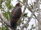 Krabbenbuizerd - Rufous Crab Hawk