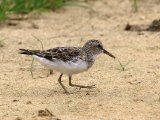 Kleinste strandloper - Least Sandpiper