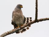 Wegbuizerd - Roadside Hawk