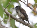 Guyanadwergspecht - Guianan Piculet