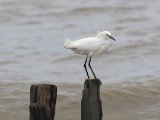 Amerikaanse kleine zilverreiger - Snowy Egret