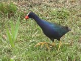 Amerikaans purperhoen - Purple Gallinule