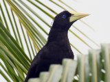 Kuiforopendola - Crested Oropendola