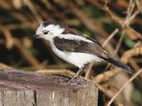 Bonte watertiran - Pied Water Tyrant