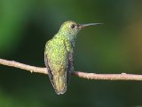 Franjeamazilia - Glittering-throated Emerald