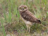 Holenuil - Burrowing Owl