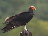 Kleine geelkopgier - Lesser Yellow-headed Vulture