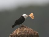 Witkopwatertiran - White-headed Marsh Tyrant