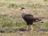 Noordelijke kuifcaracara - Northern Crested Caracara