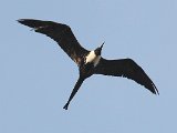 Magnificent Frigatebird (Amerikaanse Fregatvogel) - Chuao