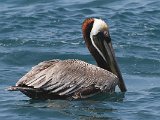 Brown Pelican (Bruine Pelikaan) - Chuao