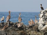 Brown Pelican (Bruine Pelikaan) - Chuao