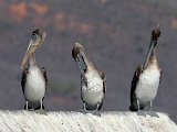 Brown Pelican (Bruine Pelikaan) - Mochima