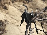 Anhinga (Amerikaanse Slangenhalsvogel) - Los Llanos