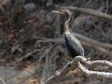Neotropical Cormorant (Neotropische aalscholver) - Los Llanos