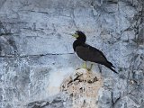 Brown Booby (Bruine Gent) - Mochima