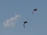 Red-billed Tropicbird (Roodsnavelkeerkringvogel) - Mochima