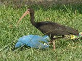 Whispering Ibis (Maskeribis)