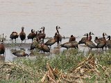 White-faced Whistling-Duck (Witwangfluiteend) - Los Llanos