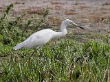 Little Blue Heron (Kleine Blauwe Reiger) imm. - Los Llanos