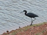 Little Blue Heron (Kleine Blauwe Reiger) - Los Llanos