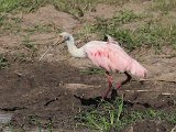 Roseate Spoonbill (Rode Lepelaar) - Los Llanos