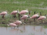 Roseate Spoonbill (Rode Lepelaar) - Los Llanos