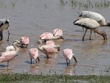 Roseate Spoonbill (Rode Lepelaar) and Wood Stork (Kaalkopooievaar) - Los Llanos