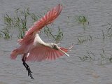 Roseate Spoonbill (Rode Lepelaar) - Los Llanos