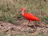 Scarlet Ibis (Rode Ibis) - Los Llanos